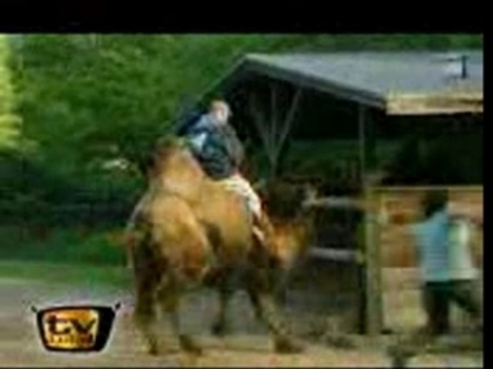 Camel