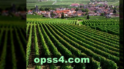 Burgundy, France 강남오피 강남건마 〔OPSS4닷컴〕 오피쓰