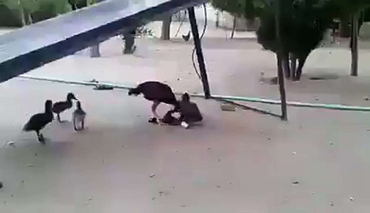 Sharrak aur murghy ki larai