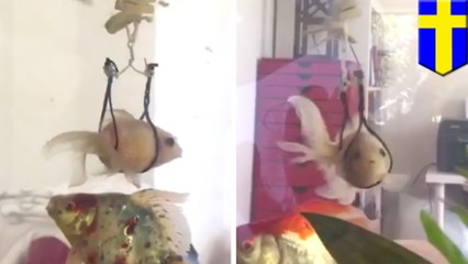 Goldfish in Sweden fitted with mini harness that allows him to survive
