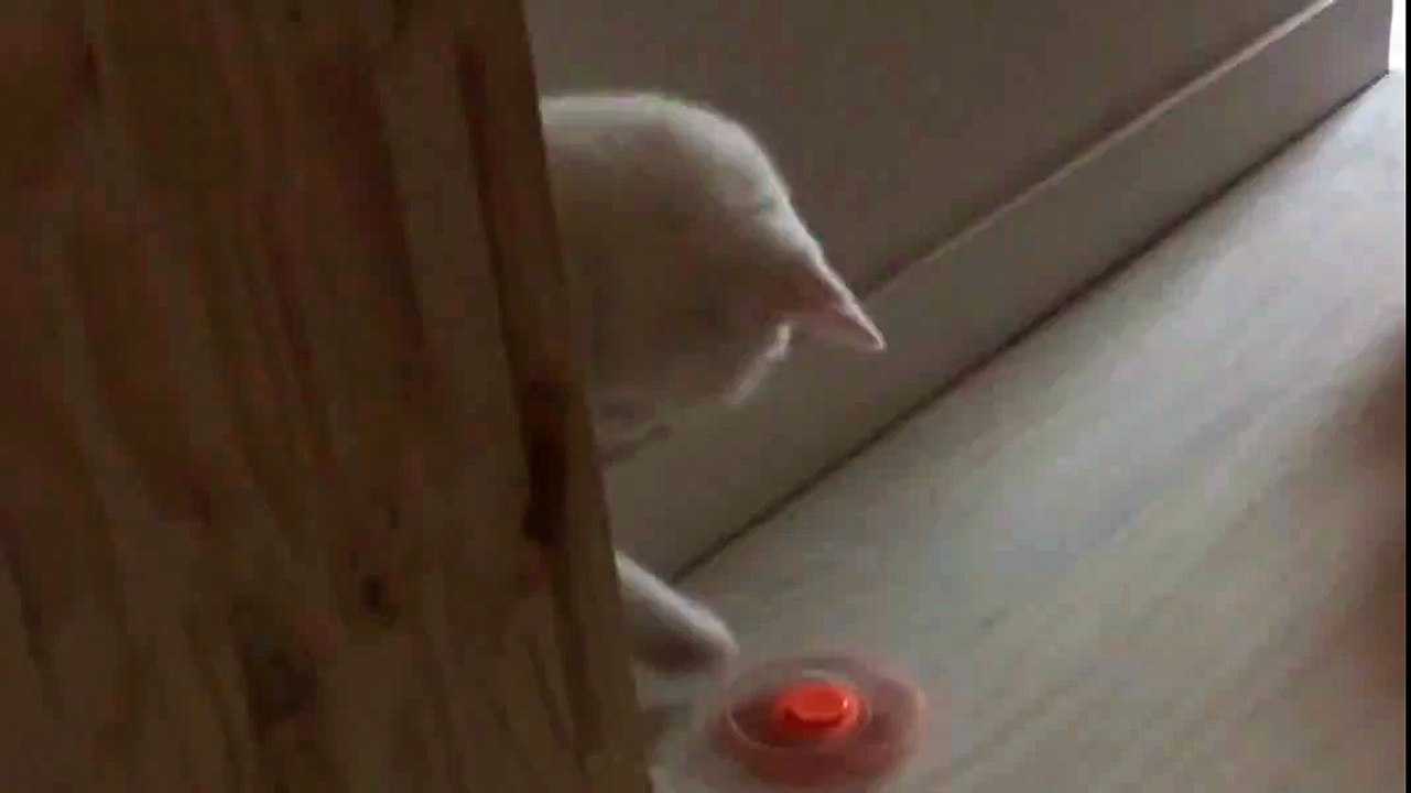 Cats paws spinner un chat qui joue au hand spinner