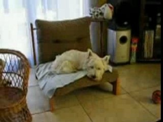 Tobby fait semblant de faire la sieste