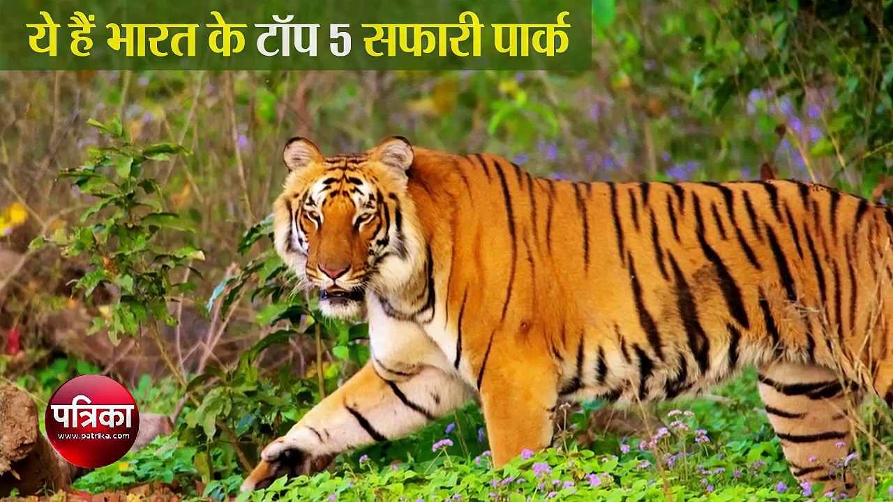 ये हैं भारत के टॉप 5 सफारी पार्क | Top 5 Safari Parks of India