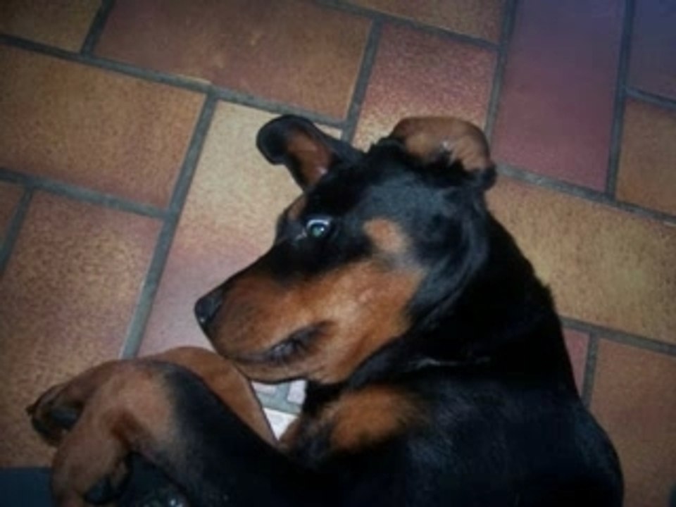 Notre rottweiller caid