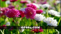 CHRYSANTHEMUM 오피쓰 대구건마 대구오피 OPSS4.COM