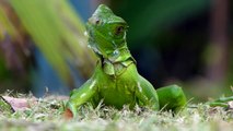 Grüner Leguan (Green Iguana), Costa Rica-D5UH