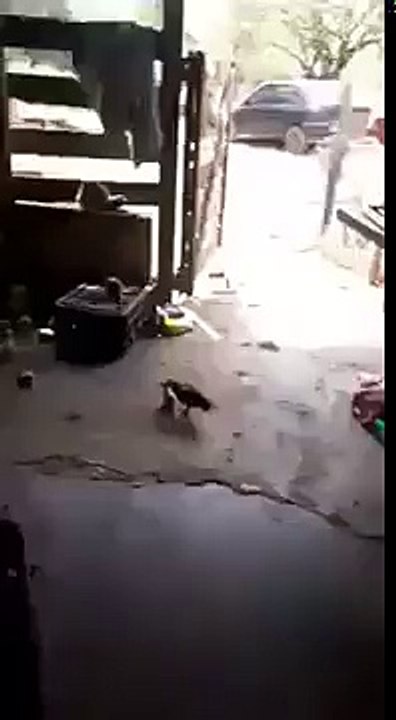 Latest 2017 funny short clips and videos