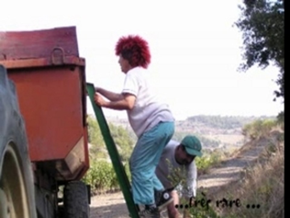 Vendanges en minervois
