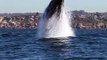 Magnifiques sauts de baleines