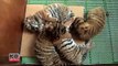 5 bébés tigres élevés par les soigneurs après que leur maman les ai rejeté