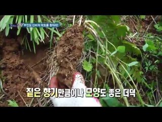 무인도 약초 헌터들이 찾아낸 20년된 더덕