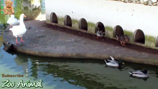 Funny Ducks playing in the water 234234
