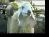 funny videos 20 Animals Video - Punjabi Dubbing Video