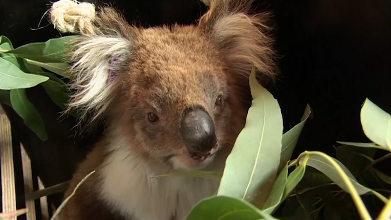 هذا الصباح- حملة لتنظيم انتشار دببة الكوالا بأستراليا