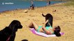 Dog makes sunbathing very difficult for his owner