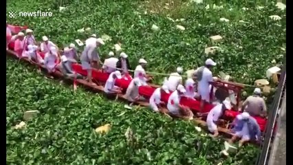 Dragon boats get stuck in water vegetation