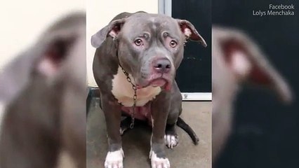 Ce chien qui réalise que ses propriétaires ne reviendront le chercher pas va vous briser le cœur