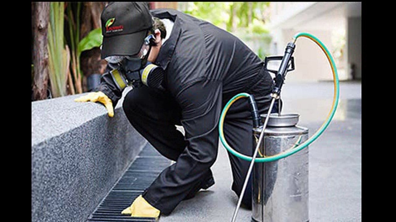 Bed Bug Exterminators Near Me video Dailymotion