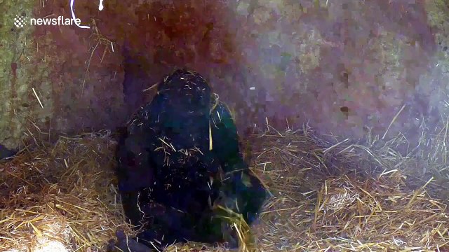 Playful gorilla frolics in shade amid soaring temperatures