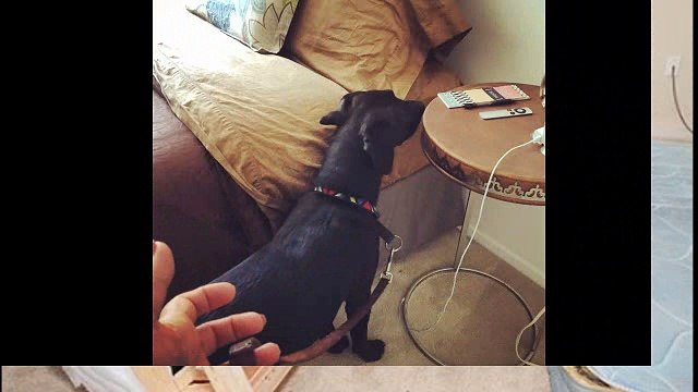 What Chemical Kills Bed Bugs