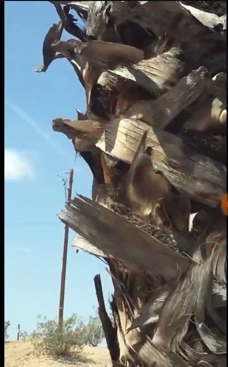 Antigo campeão de jet-ski Franky Zapata testa o hoverboard