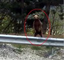 Ilgaz Dağı'nda Yavru Ayı Vatandaş Kamerasına Yakalandı