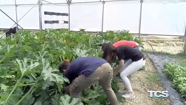 Serra e vigneto all Istituto Agrario Di Rocco alternanza scuola lavoro