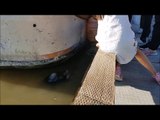 Canadá: León marino arrastra a una niña en las aguas del Steveston Fisherman's Wharf