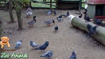 Real Duon Swan in farm animals - Farm Animals video fo