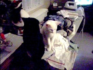 Blacky, whity cote a cote sur table a repassé