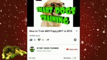 How To Train Your Dog to BARK , SPEAK & STOP BARKING in Hindi _ dog training in india