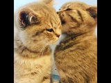 5-Month-Old Cats Lovingly Groom Each Other