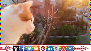 funny cats videos 2017;funny cats and dog videos 2017