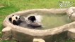 Un bébé panda adorable profite d'un bain très amusant