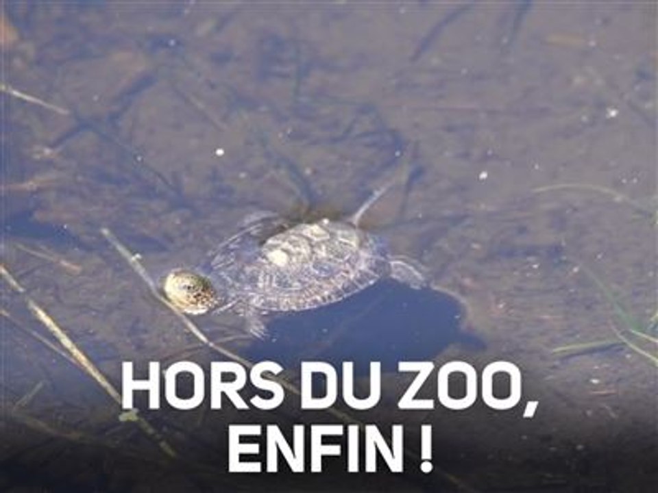 14 adorables petites tortues marines relâchées