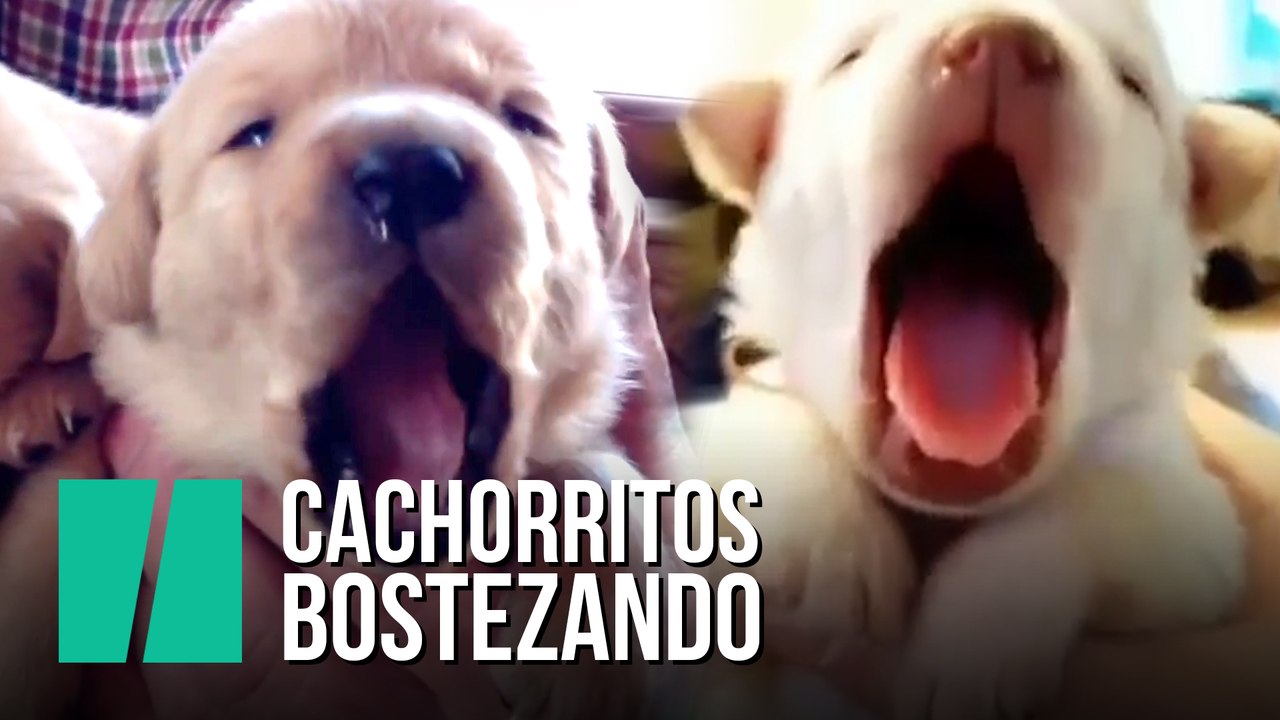 Cachorritos bostezando