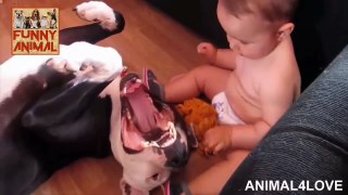 Funny and Cute Pitbull Videos Compilation NEW