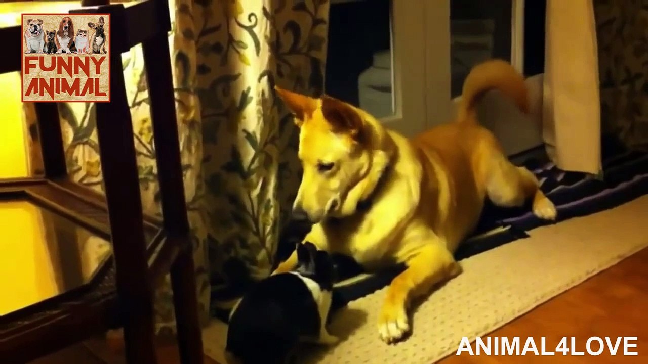 Funny Dogs and Cute Rabbits Playing Together - Best Compilation