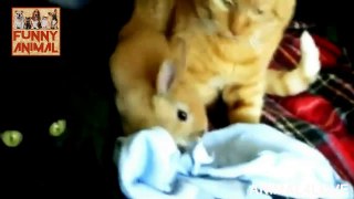 Cute Cats Really Love Rabbits - Awesome and Funniest Compilations