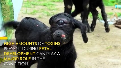"Cyclops" Goat Born in India