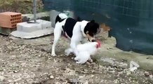 Ce chien... SE FAIT UNE POULE LOL!!