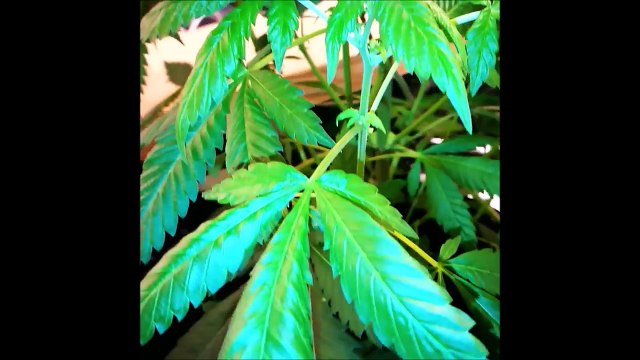 CULTURE INDOOR WHITE WIDOW AND BLUE WIDOW DINAFEM 100%25 FEM CFL FLO ECO 200W BIOBIZZ