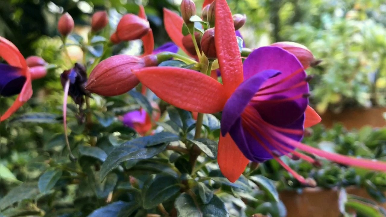 14 avenue : le jardin - Mai 2017