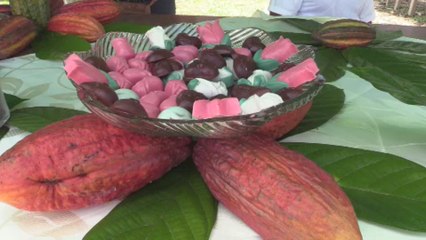 En Perú, la guerra contra el narcotráfico se libra con cacao