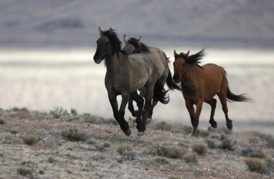 Trump's budget takes aim at wild horses