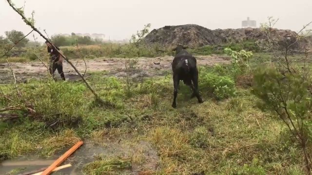 Cow Charges Florida Rescuers After Being Pulled from Drainage Hole