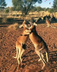 Kickboxing Kangaroo Buddies