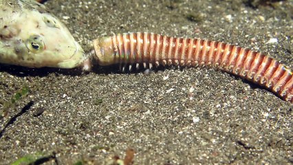 Bobbit Worm in Indonesia
