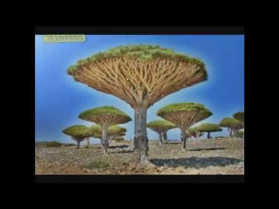 جديد مشاري العفاسي ينشد لليمن - غالية يايمن - روووعة