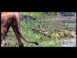 [MP4 720p] Lion crocodile real fight Incredible Animal Attack Video